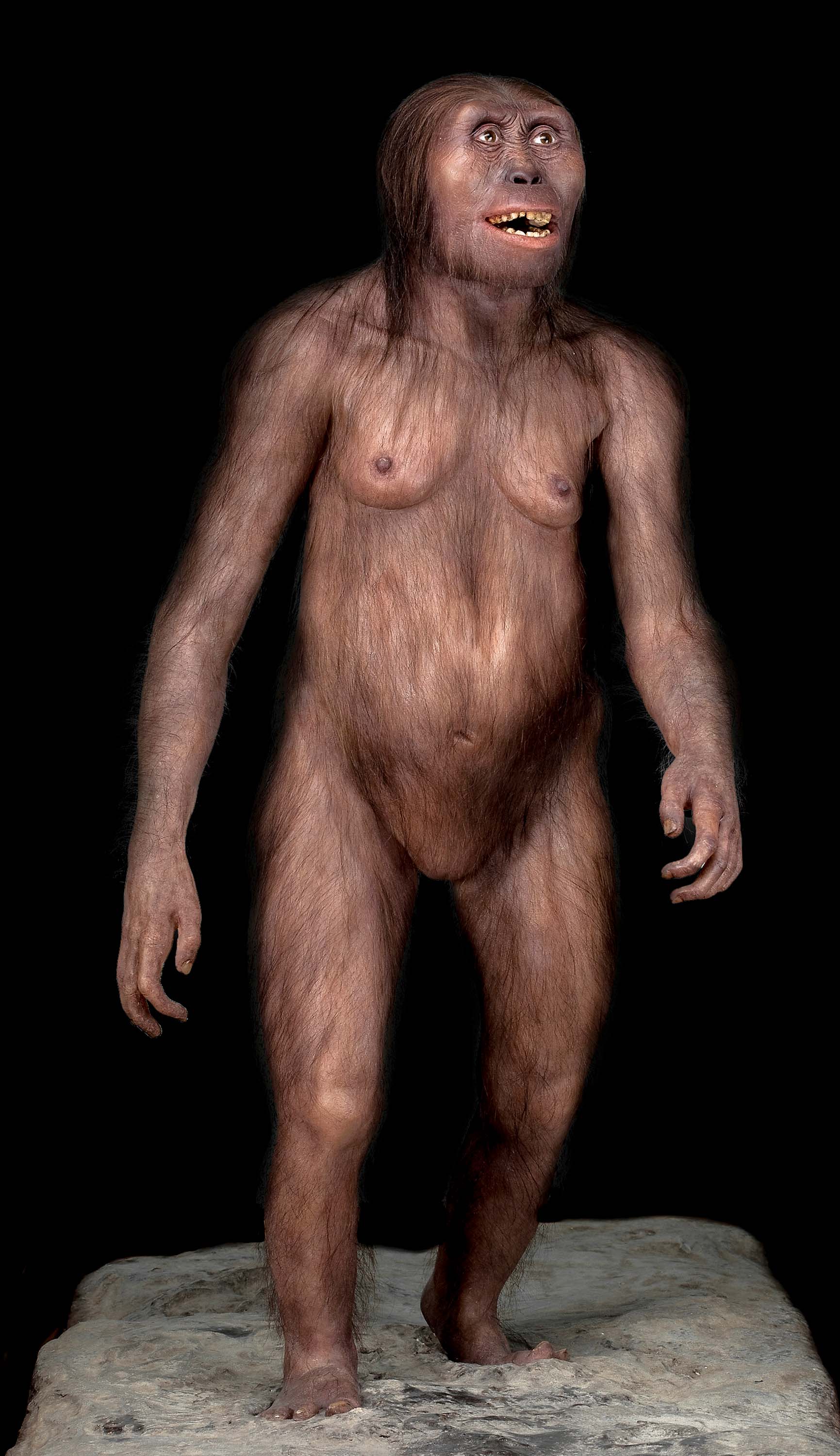 lusi-australopithekus